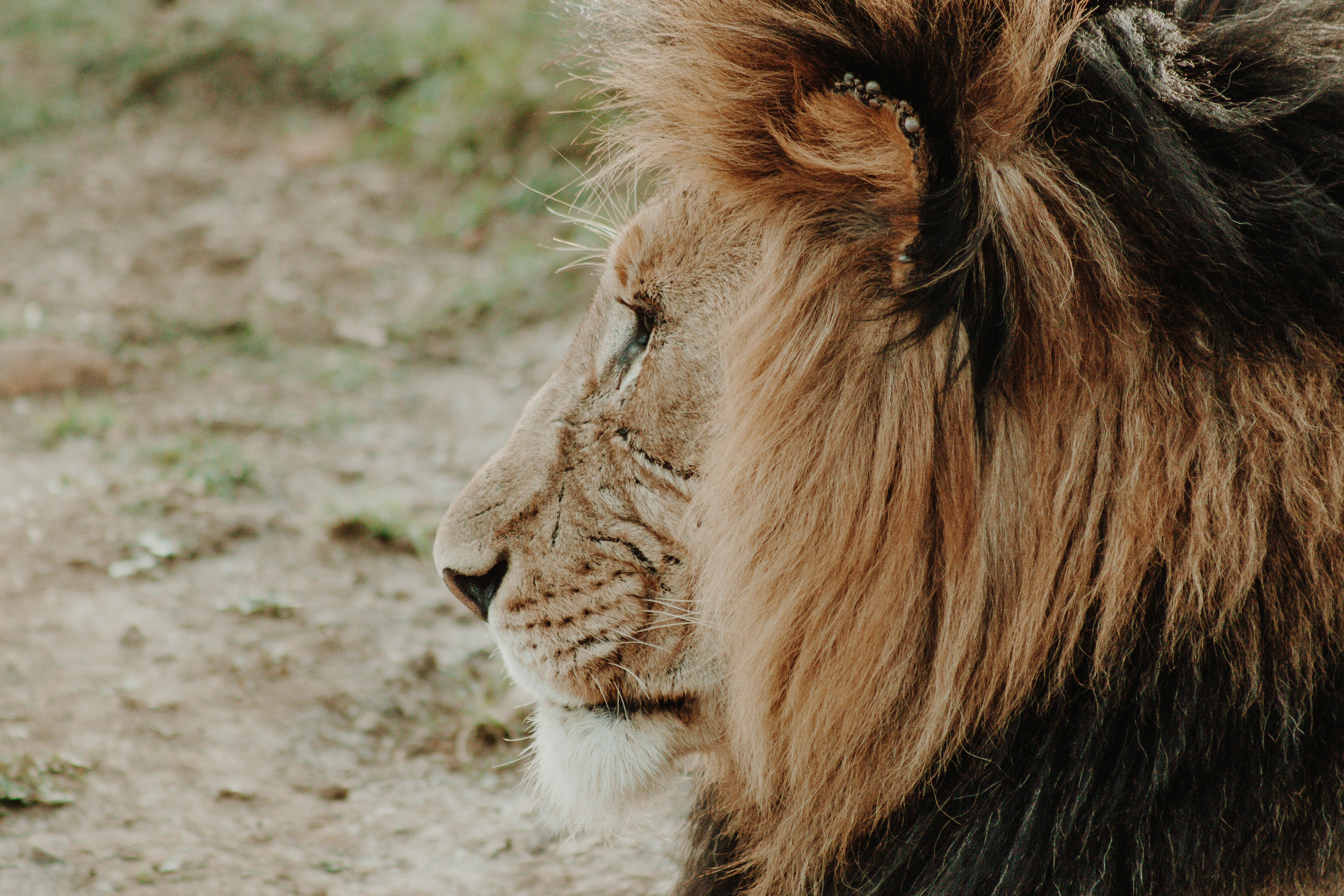 shallow focus photography of lion